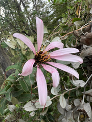 author not stated, no rights reserved Mutisia spinosa, photograph author not stated, no rights reserved