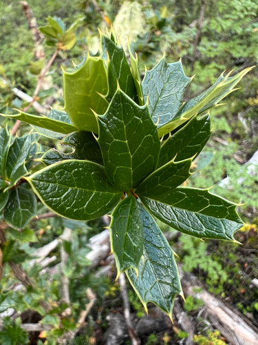 holly barberry (Berberis ilicifolia)