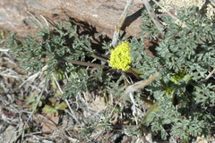 Lomatium austiniae