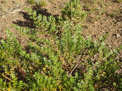 Larrea nitida