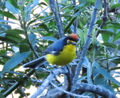 Myioborus melanocephalus