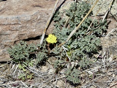 Lomatium austiniae