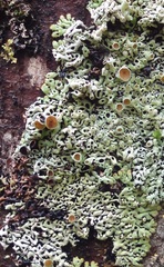 Menegazzia