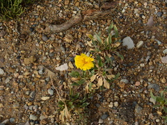 Grindelia chiloensis