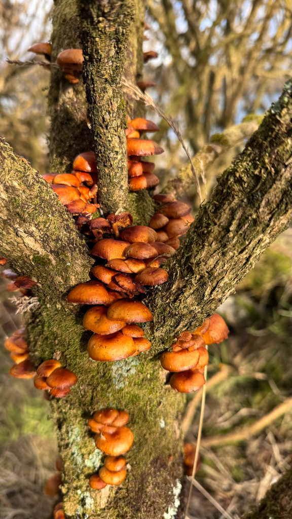 Flammulina · March 2026 · photo: © rosy_t (iNaturalist, cc-by)