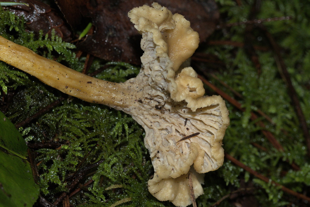 Craterellus tubaeformis · February 2026 · photo: © sean579 (iNaturalist, cc0)