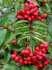 Sorbus sambucifolia