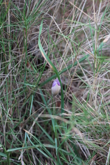 Crocus versicolor