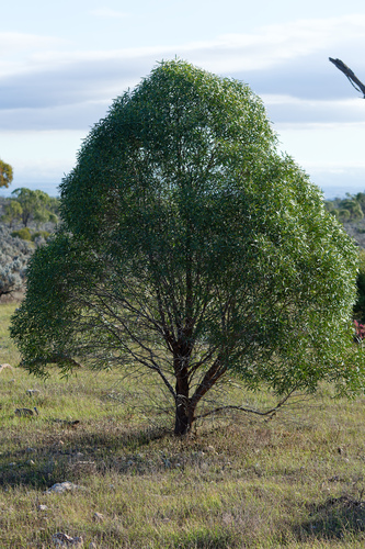 Myoporum platycarpum, photograph 5