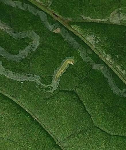Phyllocnistis toparcha