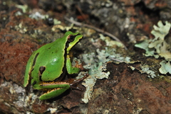 Hyla euphorbiacea