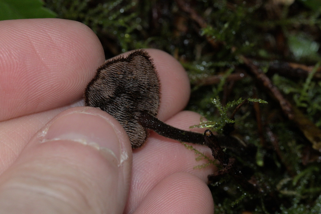 Auriscalpium vulgare · February 2026 · photo: © sean579 (iNaturalist, cc0)