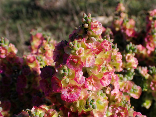 rosy bluebush (Maireana erioclada)