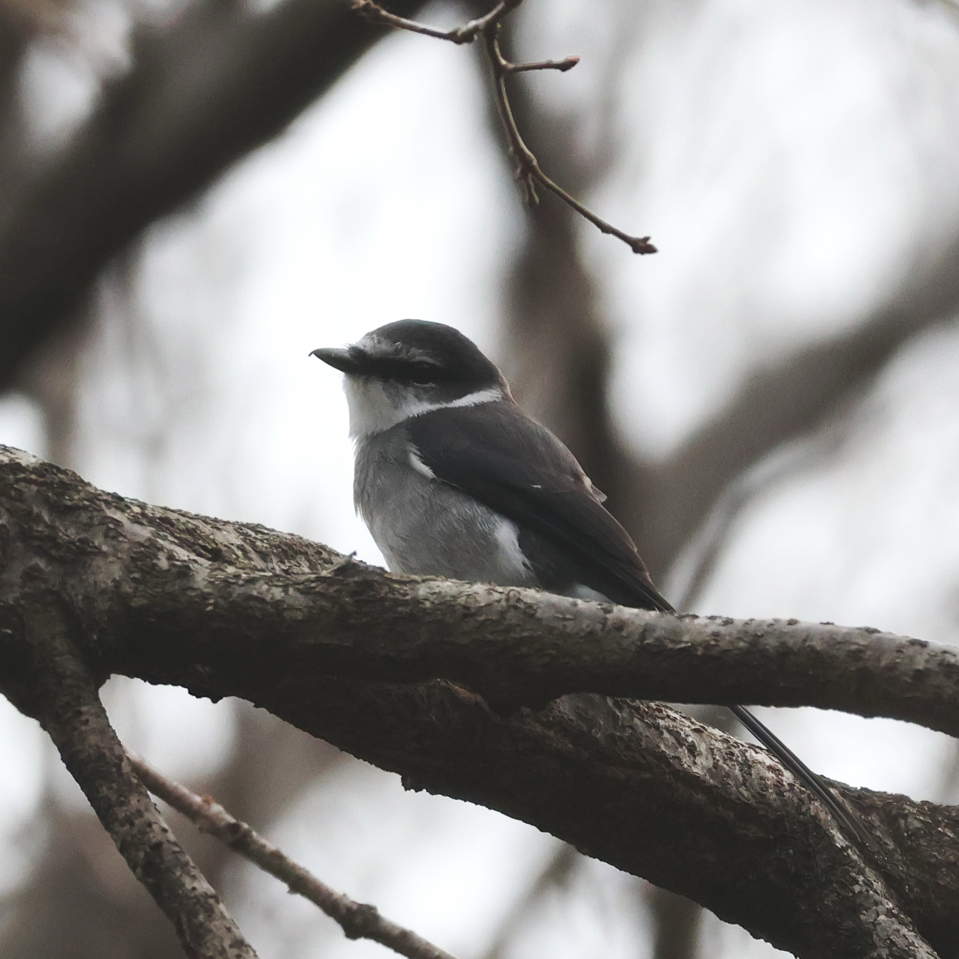 Ryukyu Minivet (Pericrocotus tegimae), photo 9
