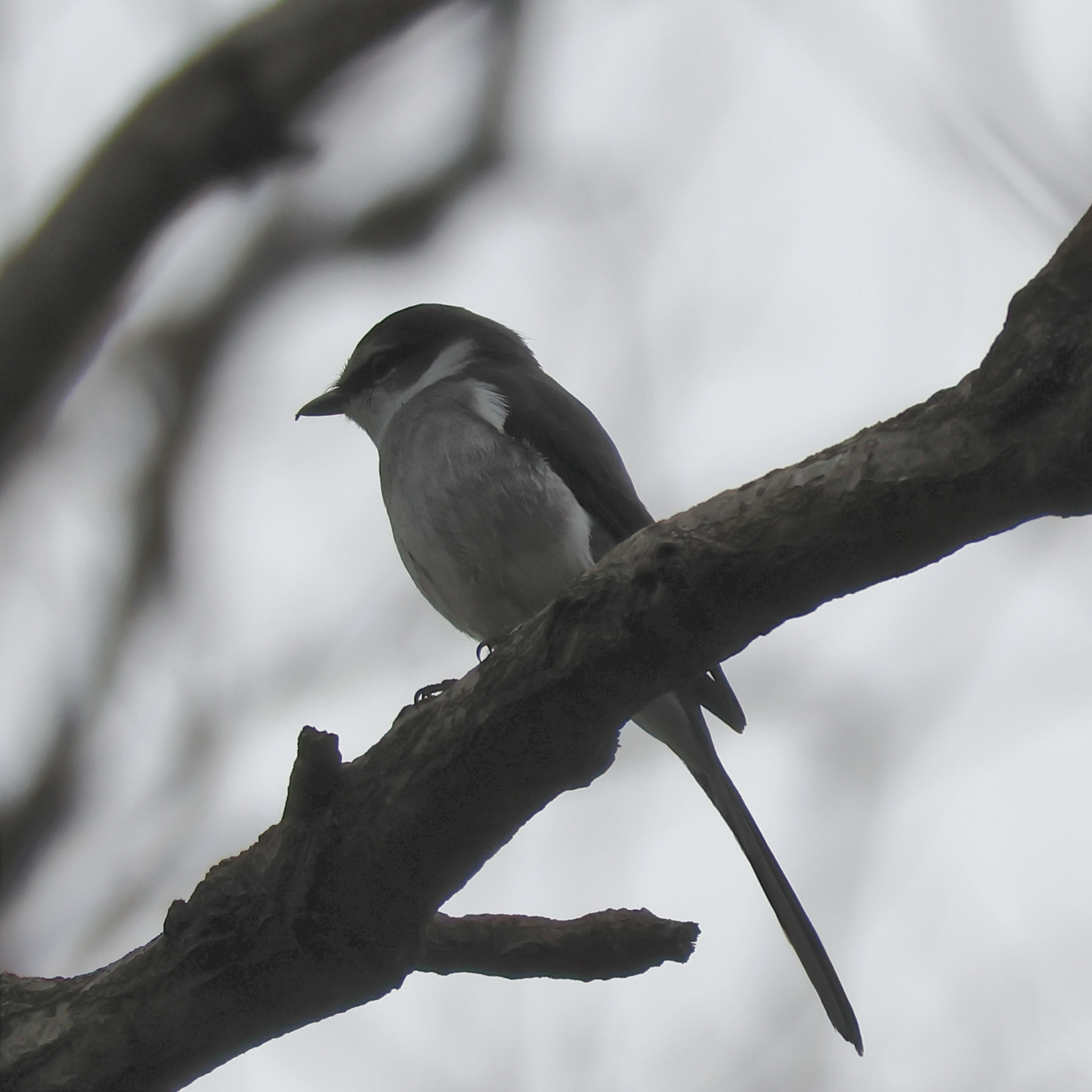 Ryukyu Minivet (Pericrocotus tegimae), photo 10