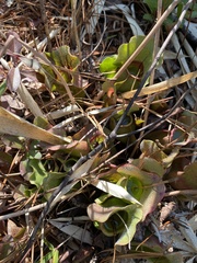 Sarracenia purpurea venosa