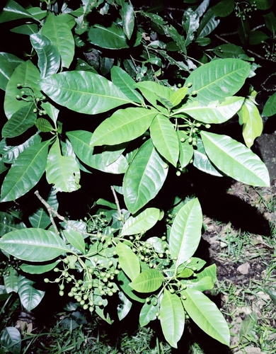 Chionanthus ramiflorus observed 2026-01-31