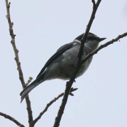 Ryukyu Minivet (Pericrocotus tegimae), photo 7
