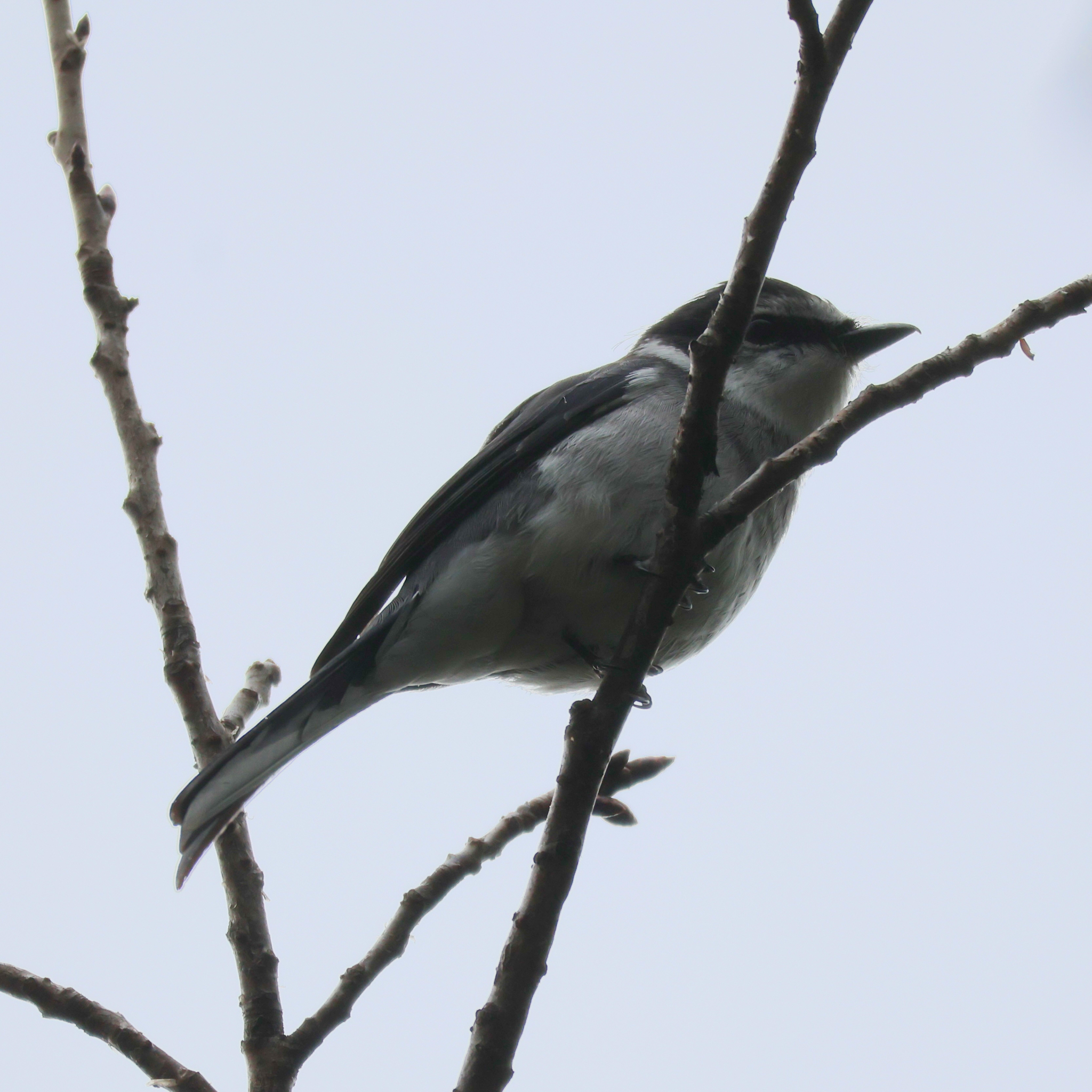 Ryukyu Minivet (Pericrocotus tegimae), photo 8