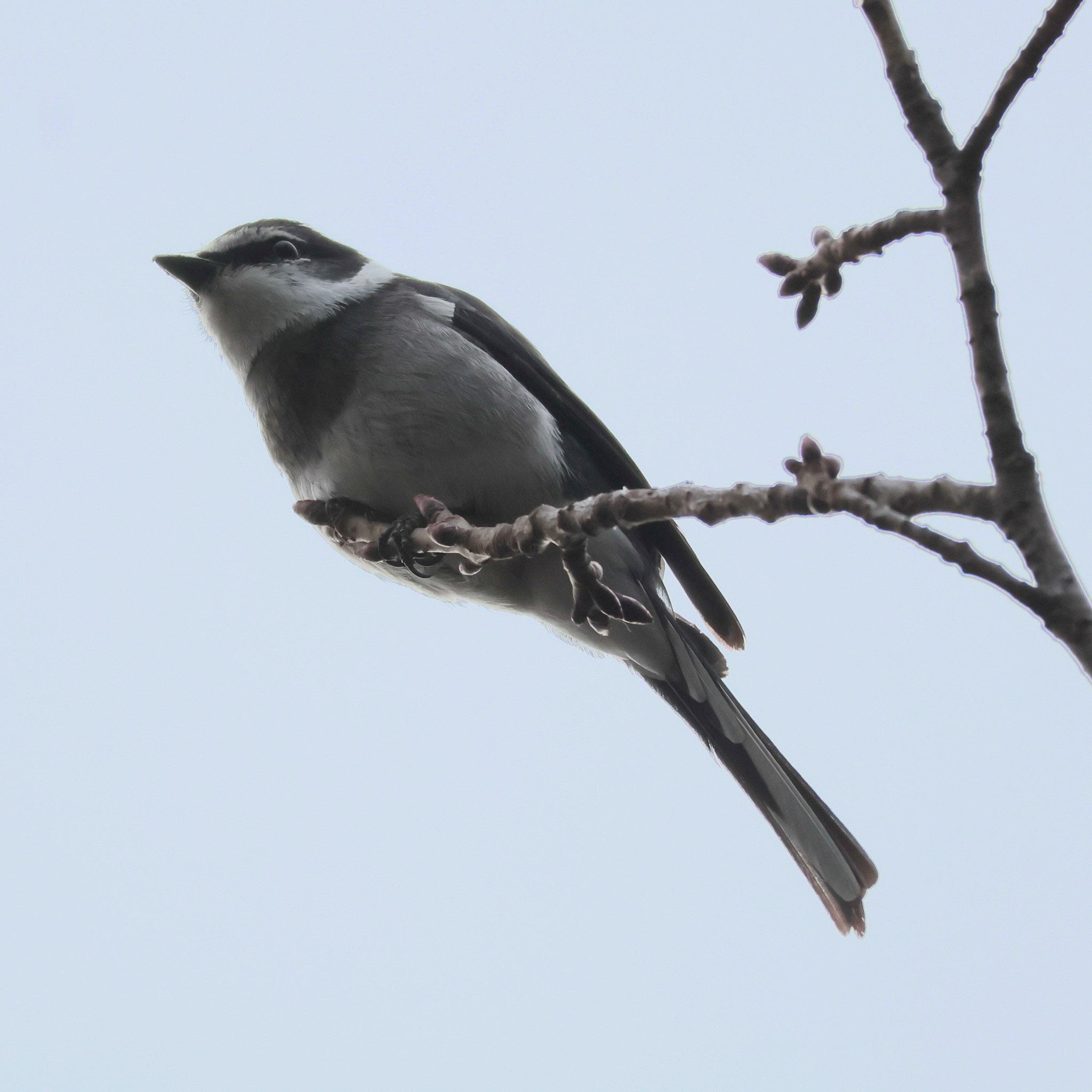 Ryukyu Minivet (Pericrocotus tegimae), photo 7