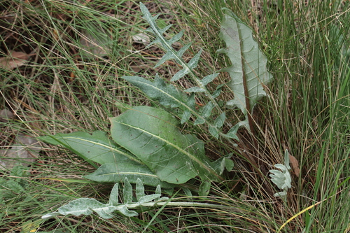 Rhaponticum coniferum (Rhaponticum coniferum)