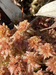 Sphagnum magellanicum