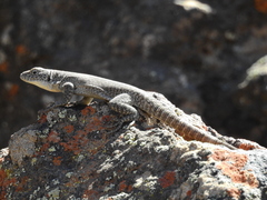 Liolaemus austromendocinus