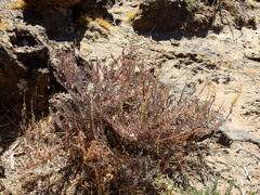 Senecio covasii
