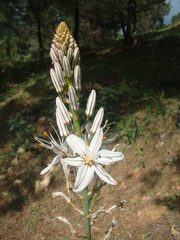 Asphodelus aestivus