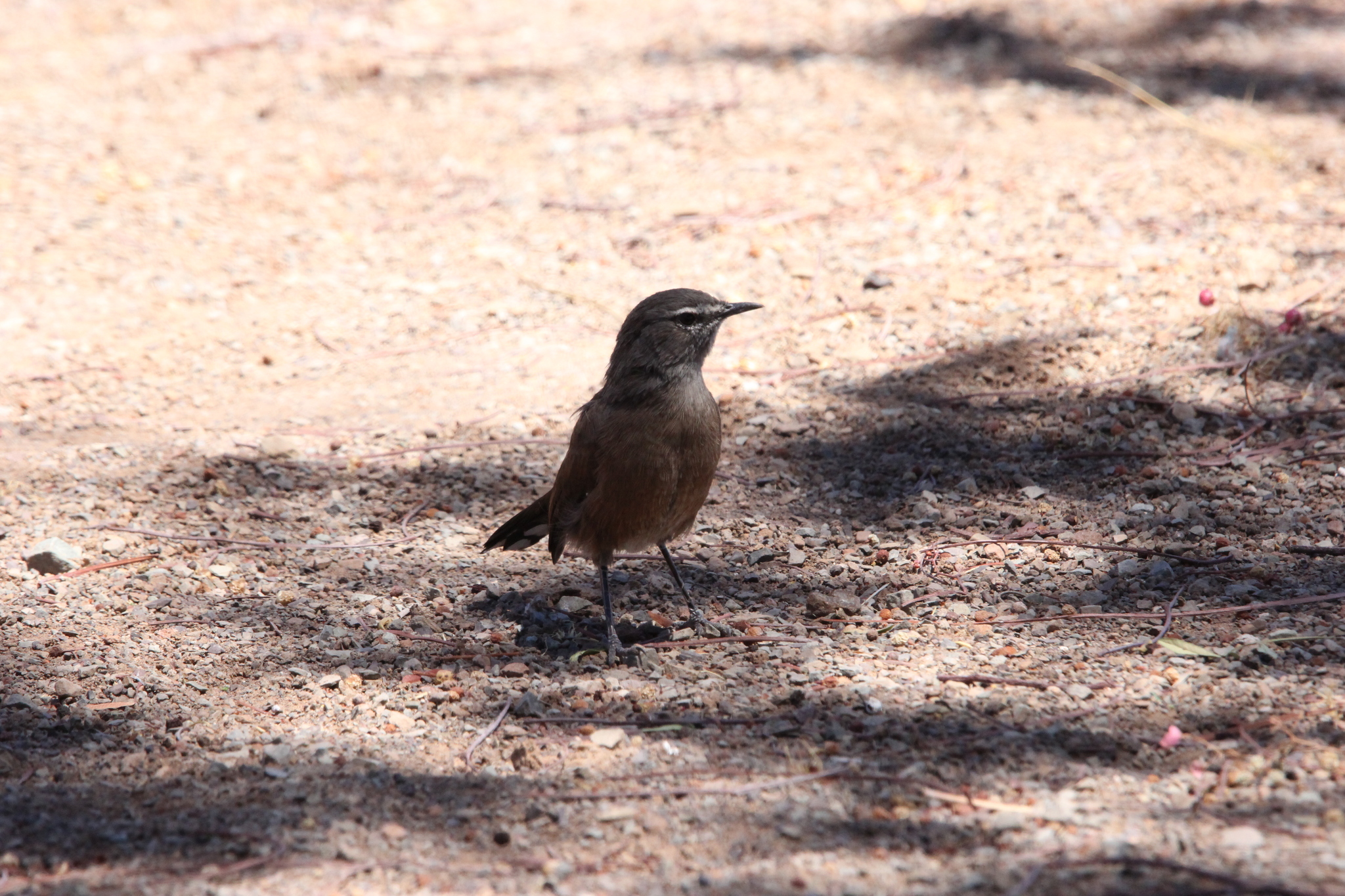 Karoo Scrub Robin (Tychaedon coryphoeus), photo 3