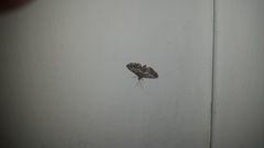 Nacoleia amphicedalis