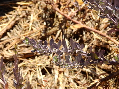 Senecio covasii