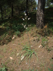 Asphodelus aestivus