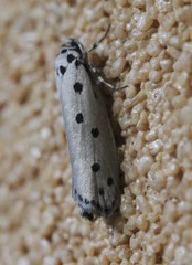 Ethmia heptasema