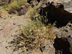 Senecio subumbellatus