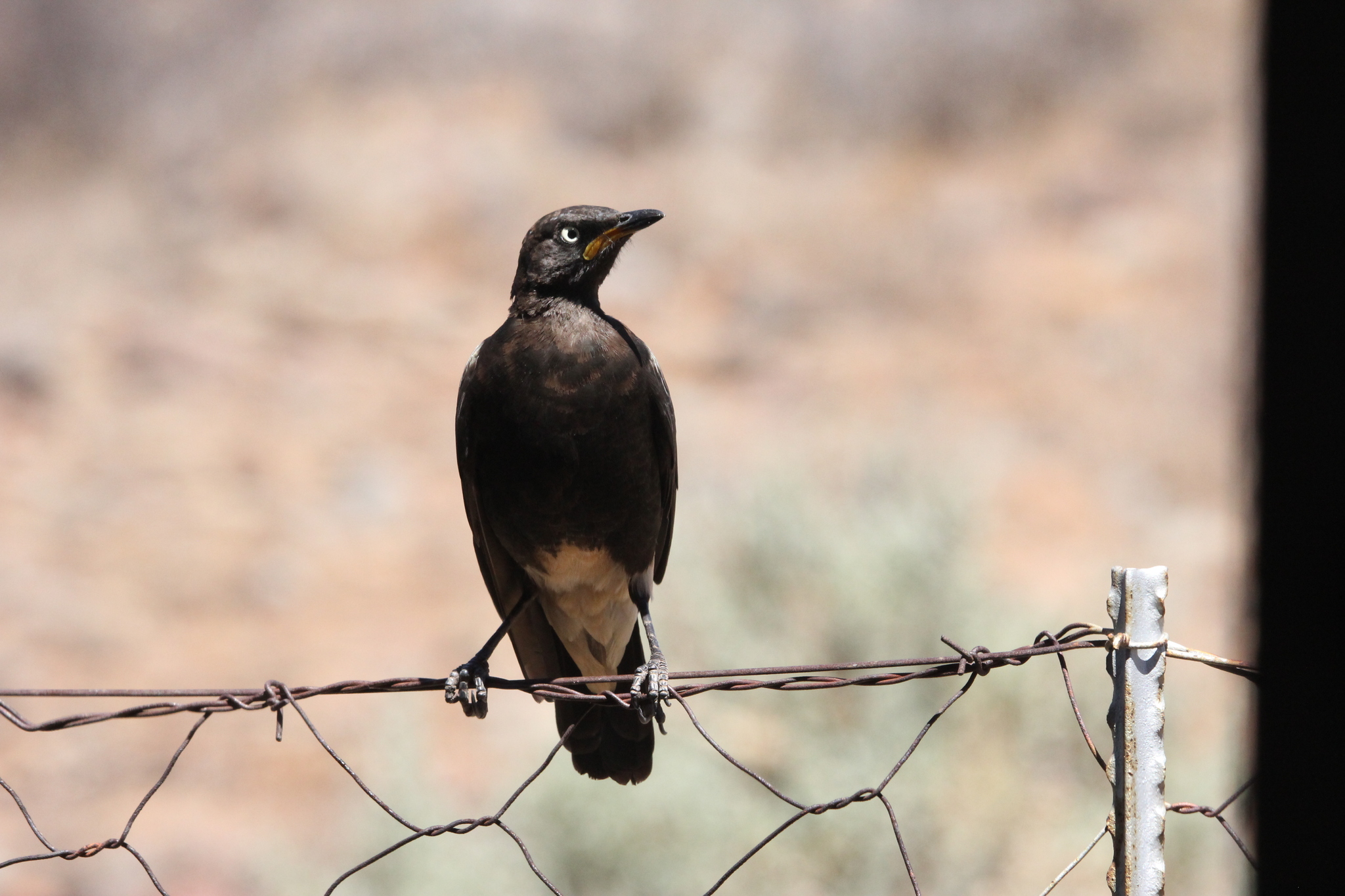 Pied Starling (Lamprotornis bicolor), photo 5