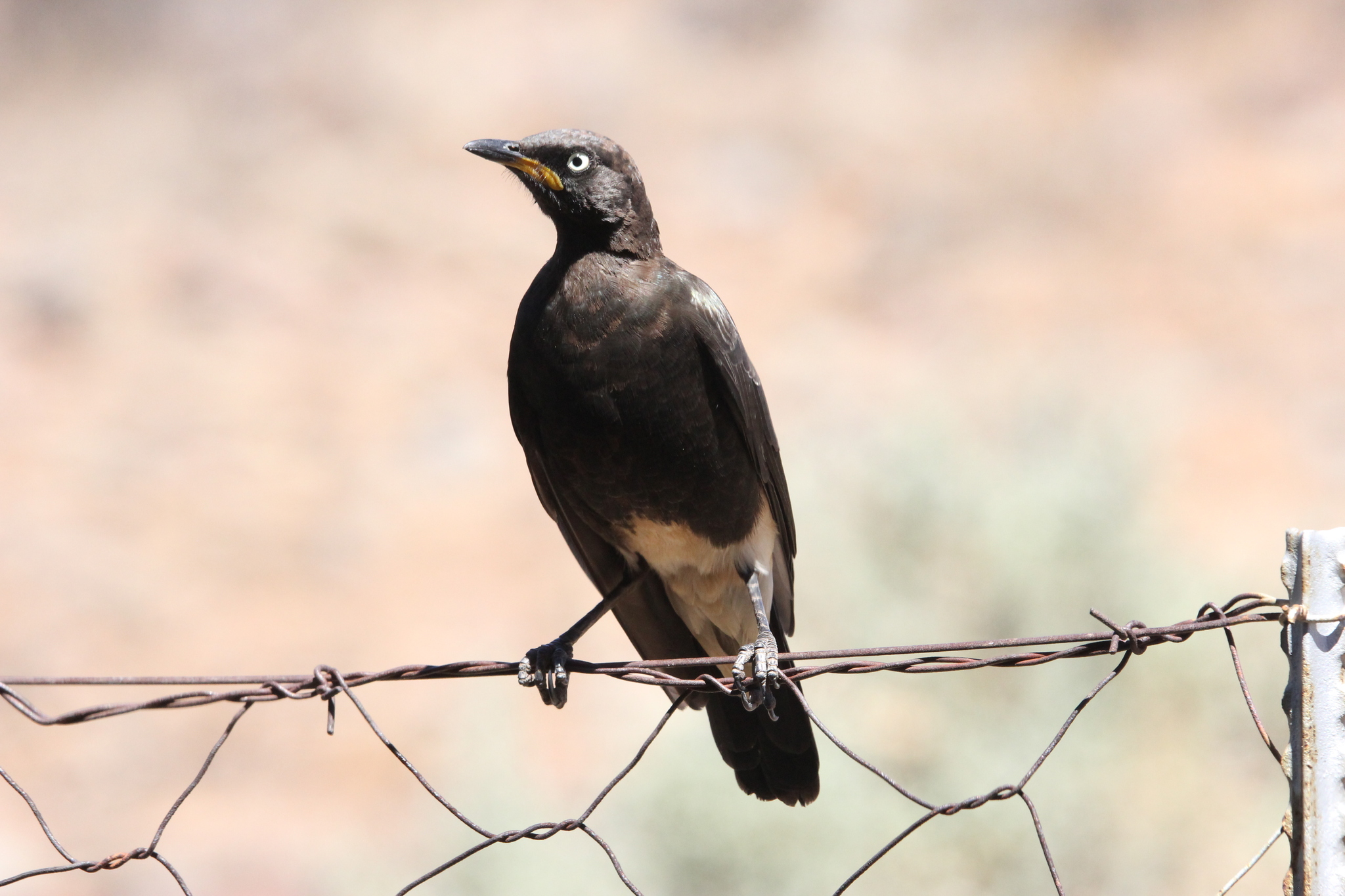 Pied Starling (Lamprotornis bicolor), photo 4