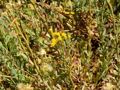 Senecio subumbellatus