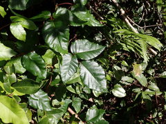 Toxicodendron radicans image