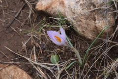 Crocus versicolor