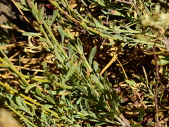 Senecio subumbellatus