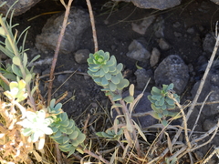 Senecio subumbellatus