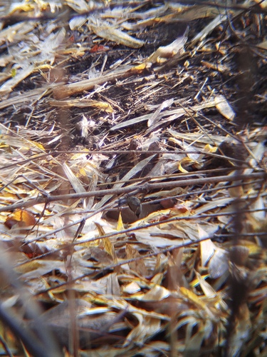 Grey-headed Oliveback