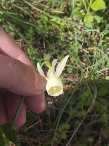 Narcissus triandrus (Narcissus triandrus)