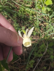 Pale narcissus (Narcissus pallidulus)