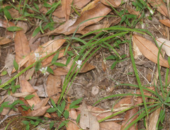 Arthropodium candidum