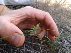 Euphorbia peplidion