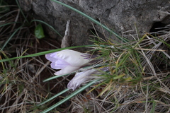 Crocus versicolor