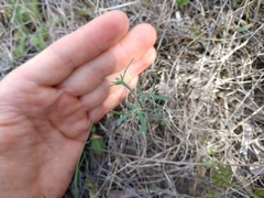 Euphorbia peplidion
