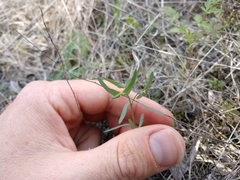 Euphorbia peplidion